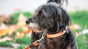 Avere un cane allunga la vita: Ma va? Subito dottorato di ricerca!